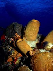 Sponges and soft corals at the top of the reef, the photo... by Steven Anderson 
